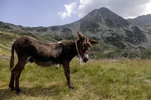 Brown working donkey in alpine environment with mountainous terrain Stock Photos