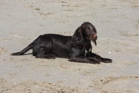 A brown working type cocker spaniel puppy lying on a sandy beach Foto stock