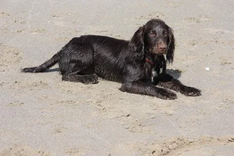 A brown working type cocker spaniel puppy lying on a sandy beach Stock Photos