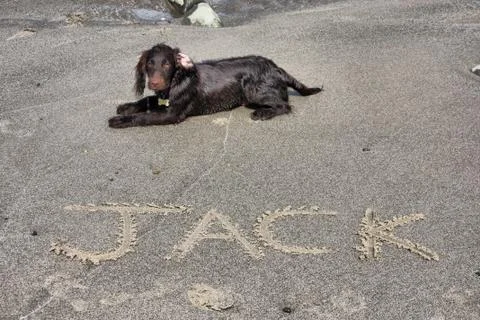 A brown working type cocker spaniel puppy lying on a sandy beach Stock Photos