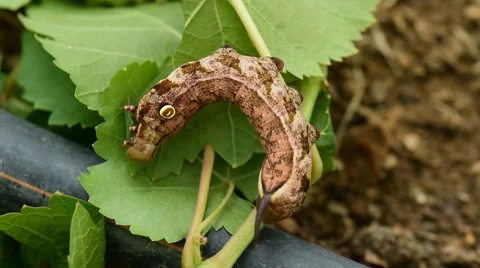 Brown worm. Stock Footage 53243821