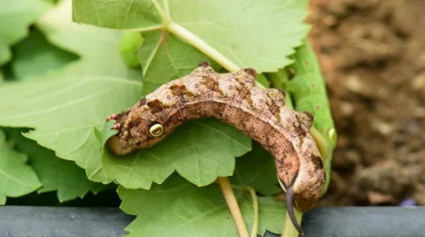 Brown worm on grape Leaves. Stock Footage 53271150