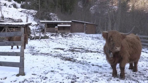 Brown Yak in front of Stable in Winter Snow Video stock 82600302