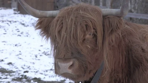 Brown Yak in Winter Snow Video stock 82600378