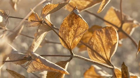 Brown-yellow dry herb on a grassfiled moving by a wind NO slowmotion 13s MJPE Stock Footage 1807120