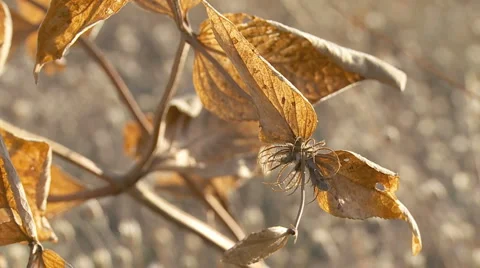 Brown-yellow dry herb on a grassfiled moving by a wind NO slowmotion 13s MJPE Stock-Footage 1807126
