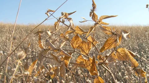 Brown-yellow dry herb on a grassfiled moving by a wind NO slowmotion 40s MJPE Stock Footage 1807131