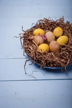 Brown, yellow Easter eggs in nest on blue wooden background. Eggs colored Stock Photos