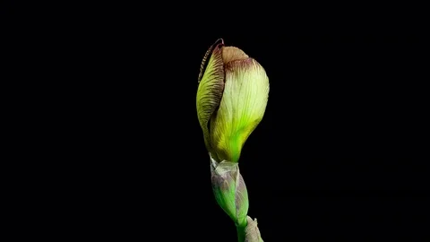 Brown yellow iris flower blooming timelapse Stock Footage 79425931