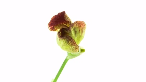 Brown yellow iris flower blooming timelapse Stock Footage 79426232