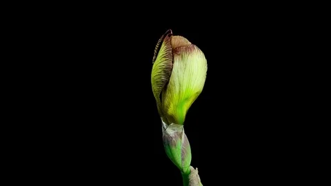 Brown yellow iris flower blooming timelapse Stock Footage 79439307