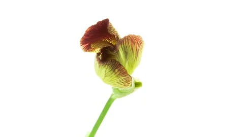 Brown yellow iris flower blooming timelapse Stock Footage 79439322