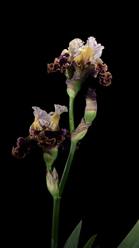 Brown Yellow Iris Flower Opening Bud in Time Lapse on a Black Background. T.. Stock Footage 337580137