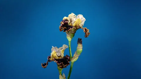 Brown Yellow Iris Flower Opening Bud in Time Lapse on a Blue Background. Te.. Stock Footage 340154382