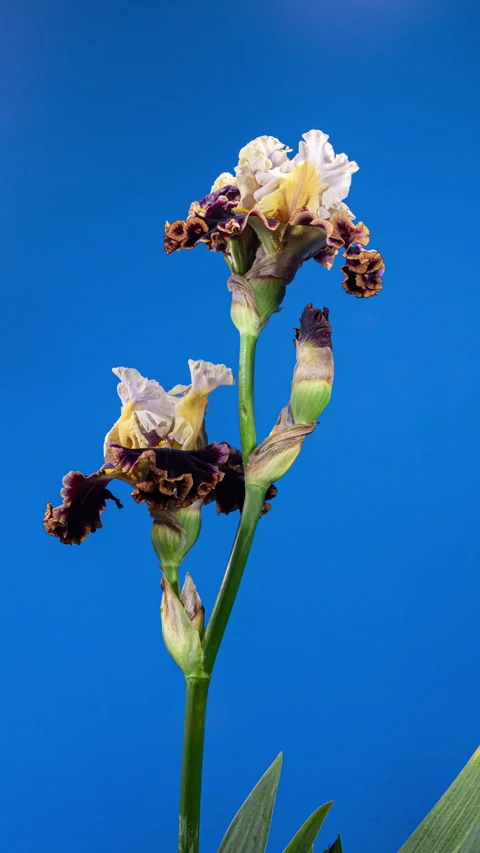 Brown Yellow Iris Flower Opening Bud in Time Lapse on a Blue Background. Te.. Stock Footage 341005336