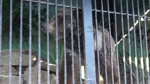 Brown Young Bear in Zoo Stock-Footage 103832908
