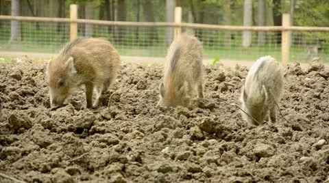 Brown young boars seek in the mud Video stock 11023610
