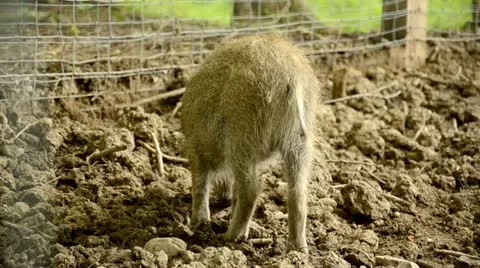 Brown young boars seek in the mud Video stock 11023690