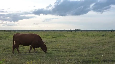 A brown young cow eats grass in a pasture, cloudy weather. Stock Footage 247279352