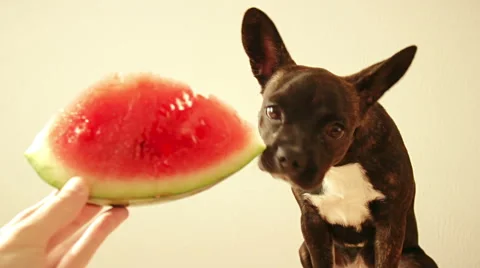 A brown young dog is treated with a slice of watermelon and stroked by its ow Stock Footage 65996953