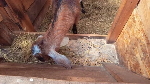 Brown young goat in a stand eats grass fodder on the farm Видео 157525996