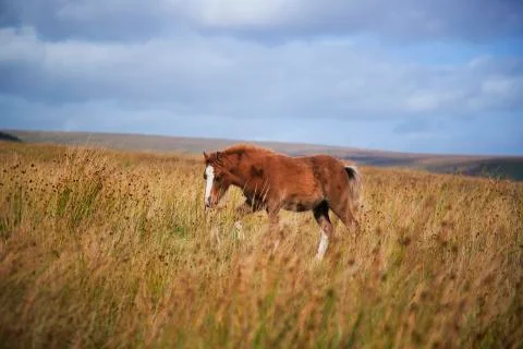 Brown young pony in the fields  Stock Photos