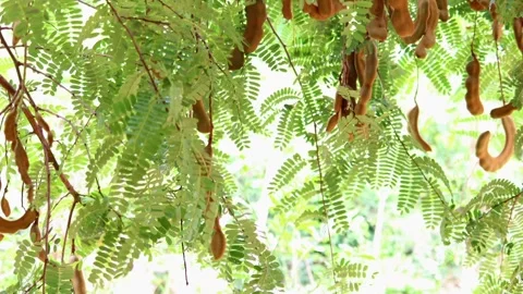 Brown young tamarind pods hanging from branches amidst vibrant green foliage, il Stock Footage 345962191