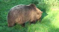 Brownbear eating a lot of grass close up HD Footage