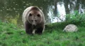 Brownbear in grassy forest landscape HD Footage