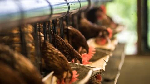 Brownchicken 스톡 사진