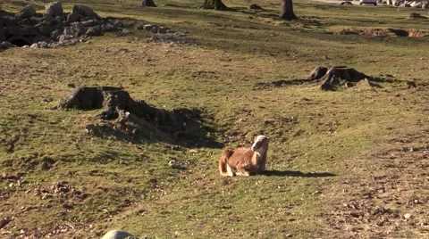Browne goat under the sun Stock Footage 46199332