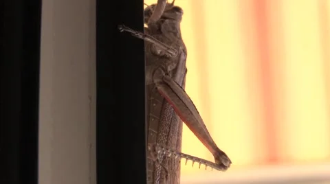Browne Locust crawling on a window border bending his legs Video stock 56697456
