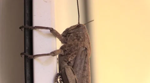 Browne Locust on window border Video stock 56697163