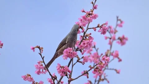 Browneared bulbul perched on a blooming cherry blossom branch Видео 335491414