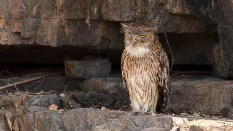 Brownfishowl1 rtr Vídeo Stock 331025302