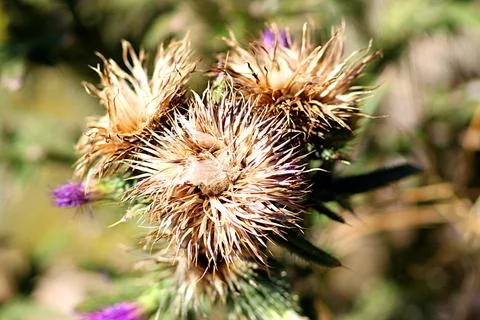 BrownFlower1 Stock Photos