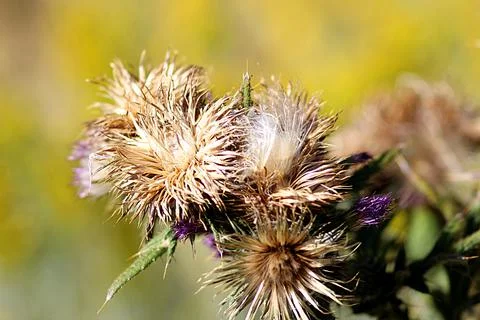 BrownFlower2 Foto stock