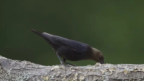 BrownheadedCowbird25 Stock Footage 242378420