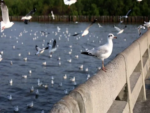 BrownheadedGull Stock Footage 79597847