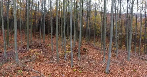 Browning Forest in October Stock Footage 97657538