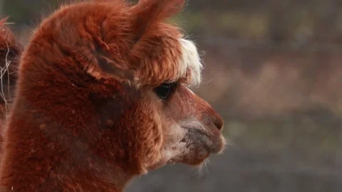 Brownish Alpaca portrait Stock Footage 147354600