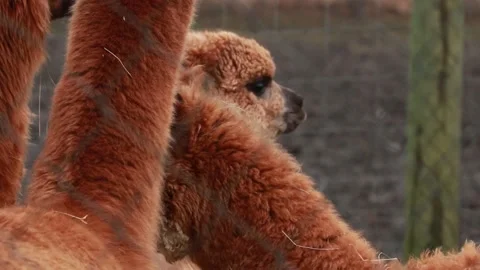 Brownish Alpacas behind the fence Stock Footage 147354489