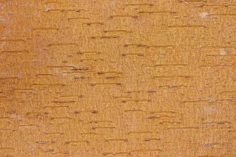 Brownish backside upper birch bark Stock Photos
