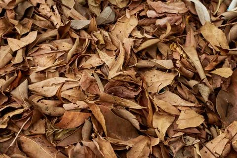 Brownish dry leaf texture background Stock Photos
