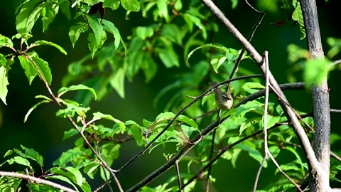 Brownish-flanked Bush Warbler Among Green Foliage Stock Footage 339775965