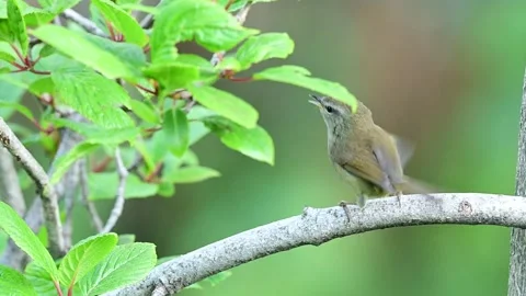 Brownish-flanked Bush Warbler Calling in Woodland Stock Footage 339777187