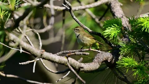 Brownish-flanked Bush Warbler Singing on Forest Branch Stock Footage 339777282