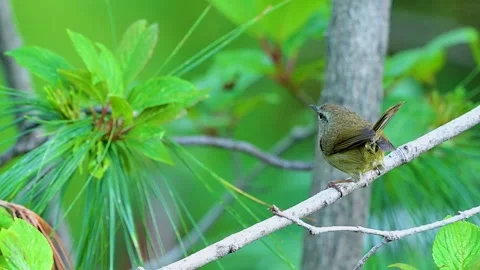 Brownish-flanked Bush Warbler Vocalizing in Morning Light Stock Footage 339777598