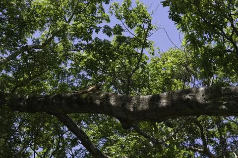 Brownish Iguana Up High In A Tree Stock Photos