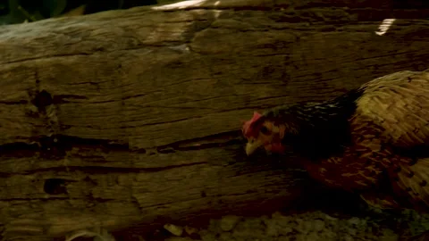 Brownish mixed coloured feathered hen wandering for food in the garden. Stock Footage 254494050